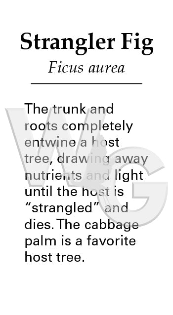 Strangler Fig Sign
