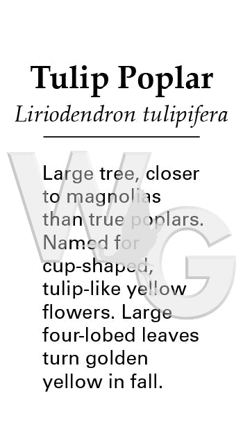 Tulip Poplar Sign