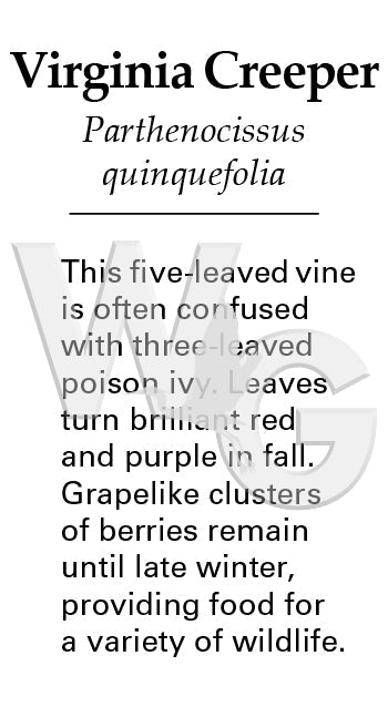 Virginia Creeper Sign