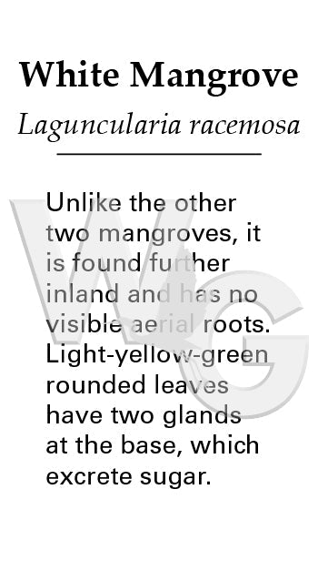 White Mangrove Sign