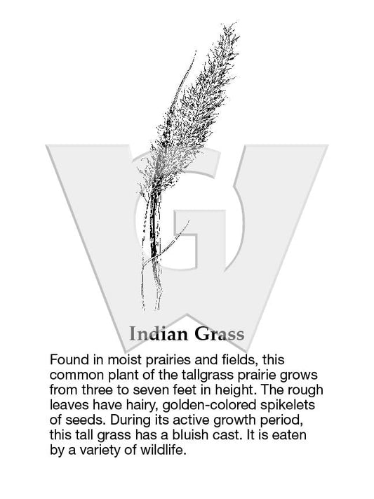 Indian Grass