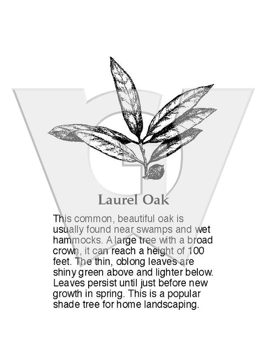 Laurel Oak