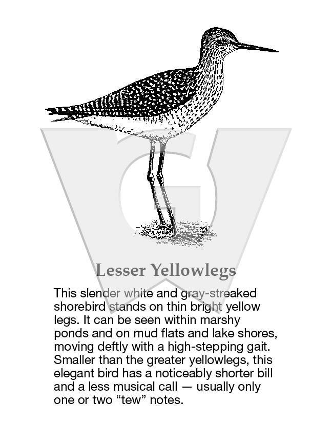 Lesser Yellowlegs Sign