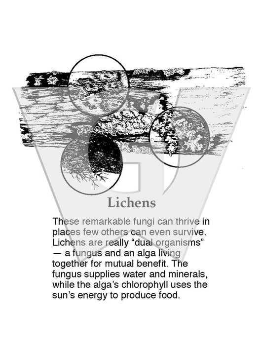 Lichens