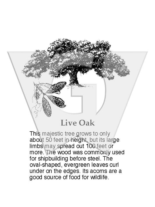 Live Oak