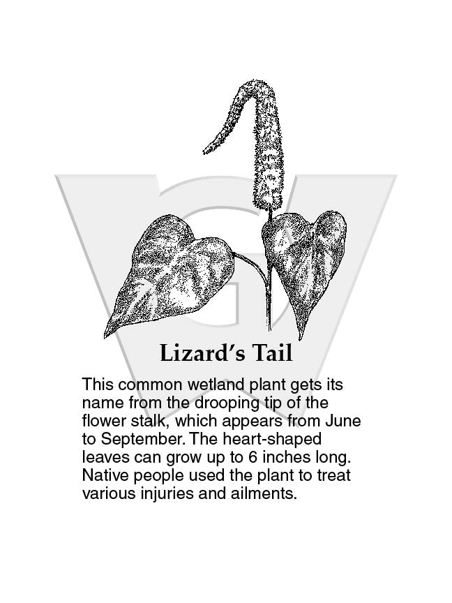 Lizard’s Tail
