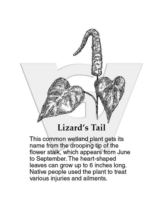 Lizard’s Tail