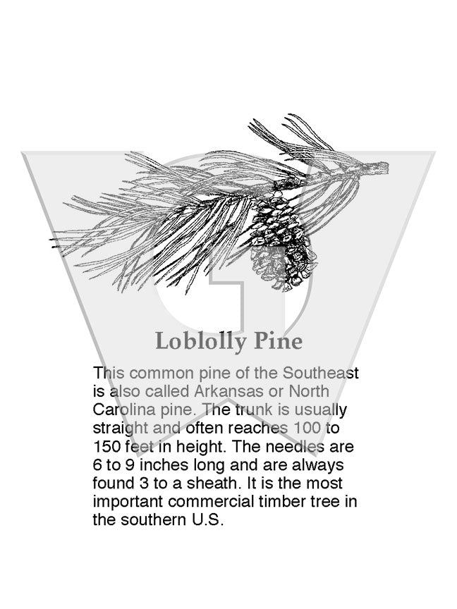 Loblolly Pine
