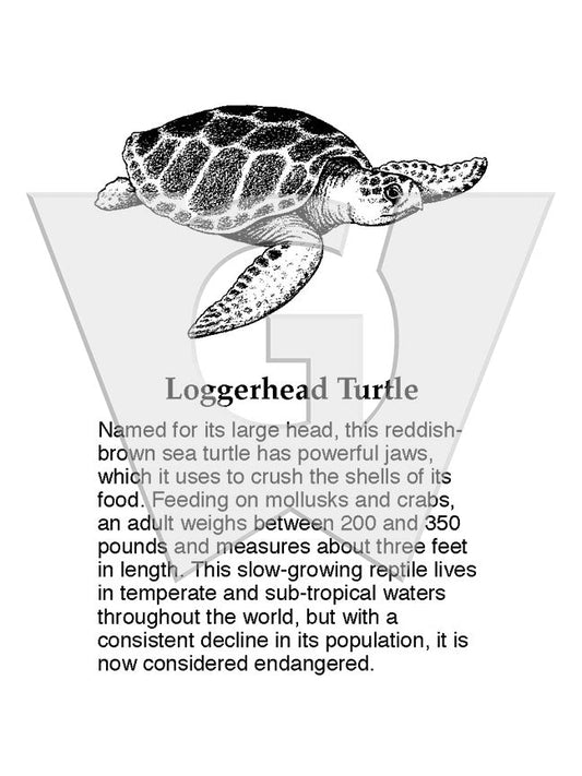 Loggerhead Turtle Sign