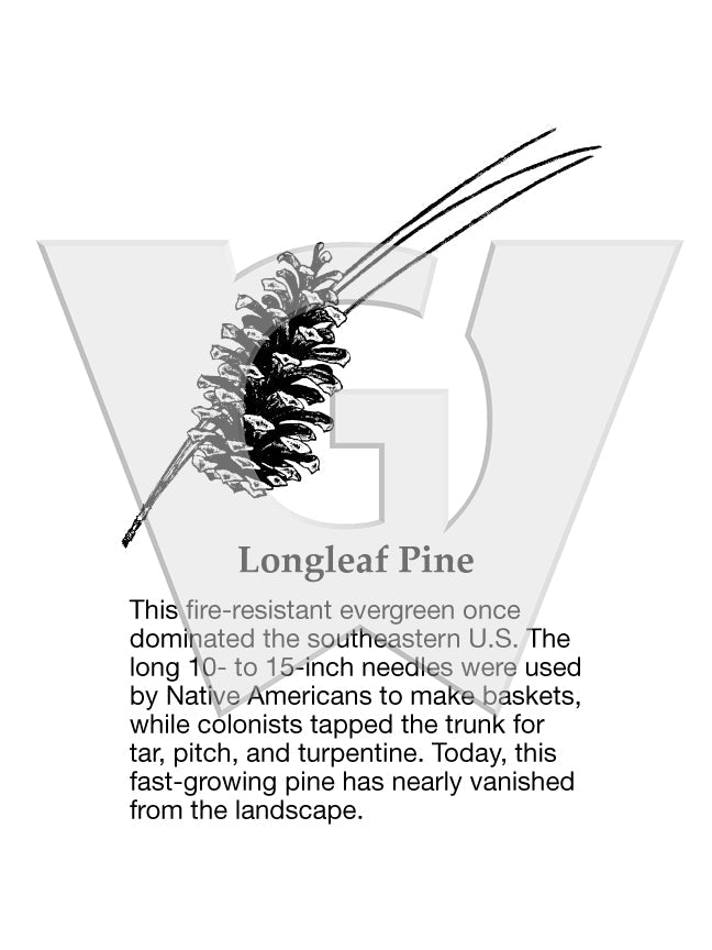 Longleaf Pine