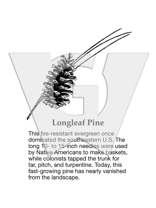 Longleaf Pine