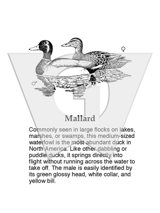 Mallard Sign