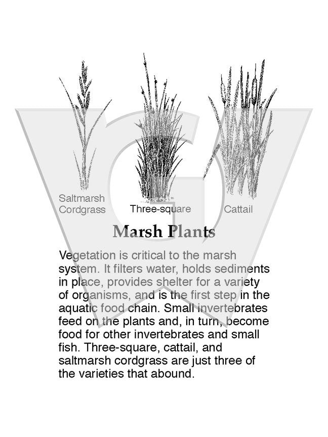 Marsh Plants Sign