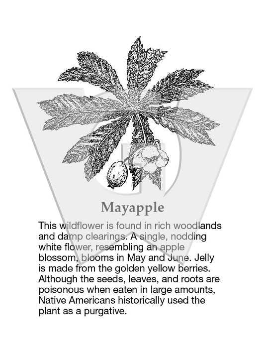 Mayapple