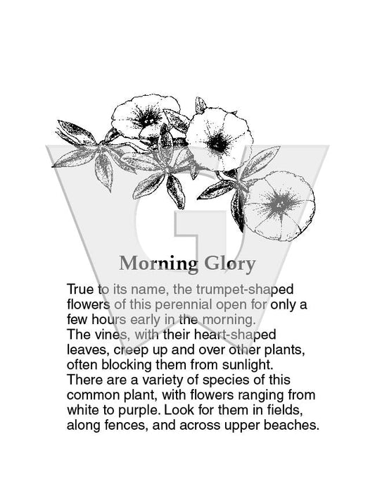 Morning Glory