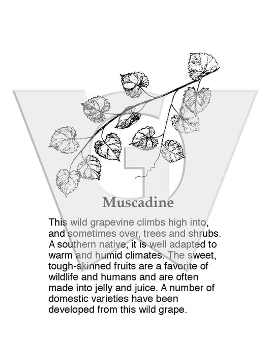 Muscadine