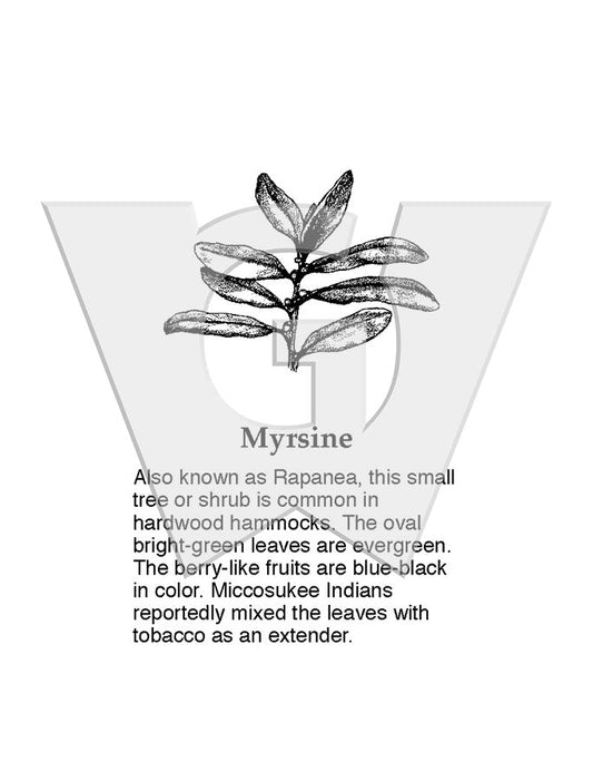 Myrsine