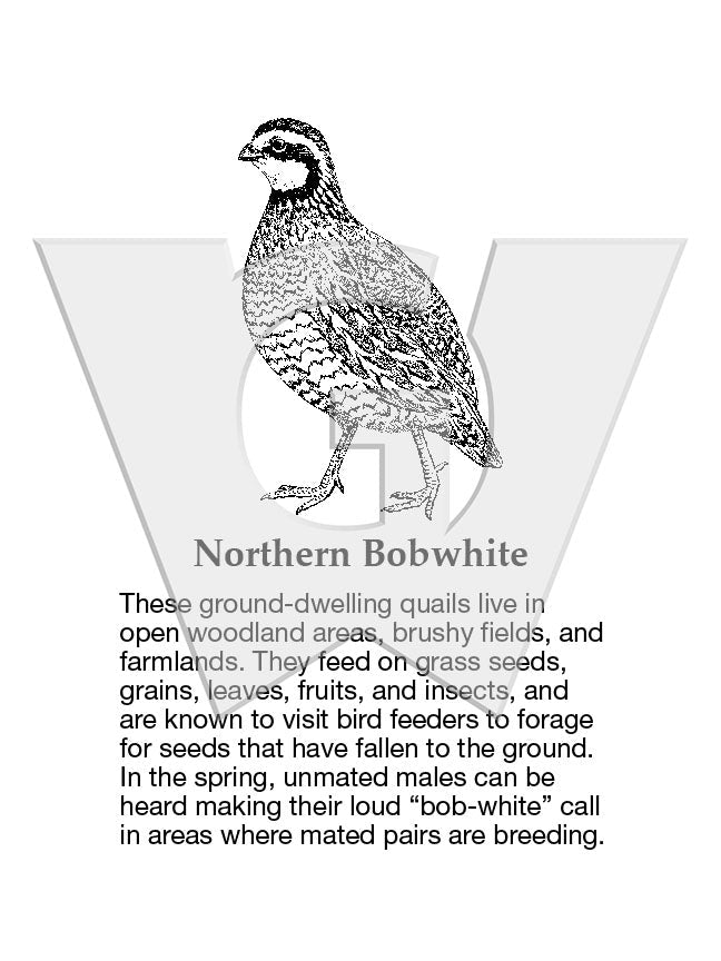 Northern Bobwhite Sign
