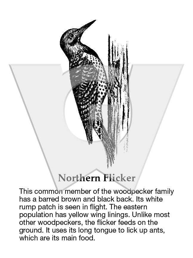 Northern Flicker Sign