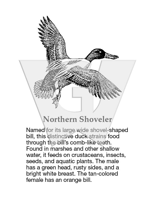 Northern Shoveler Sign