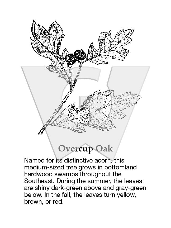 Overcup Oak