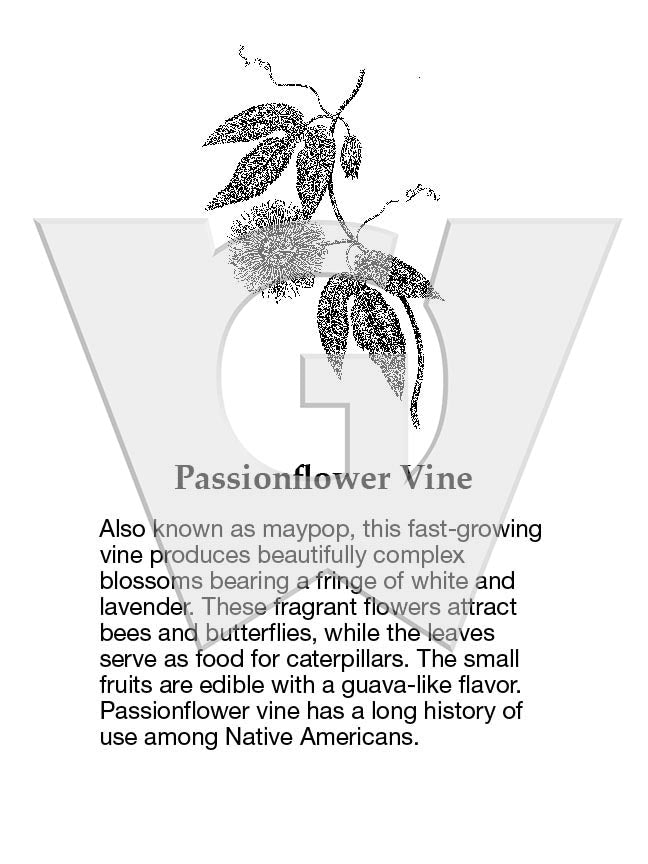 Passionflower Vine
