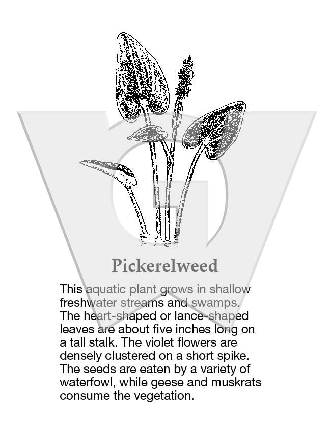 Pickerel Weed