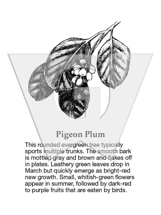 Pigeon Plum