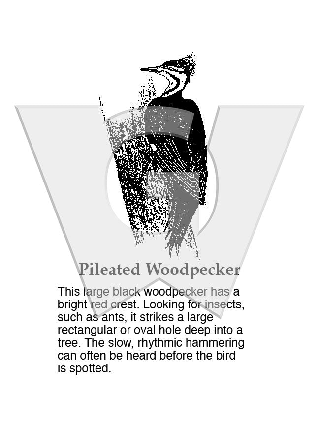 Pileated Woodpecker Sign