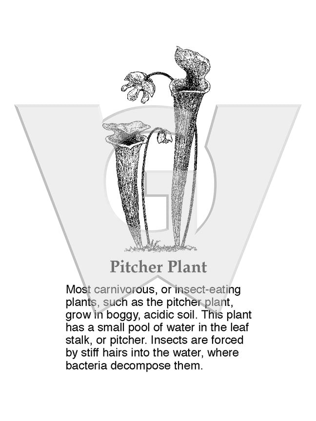 Pitcher Plant