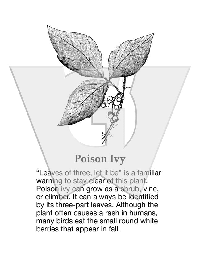 Poison Ivy