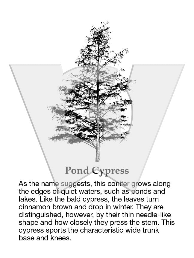 Pond Cypress