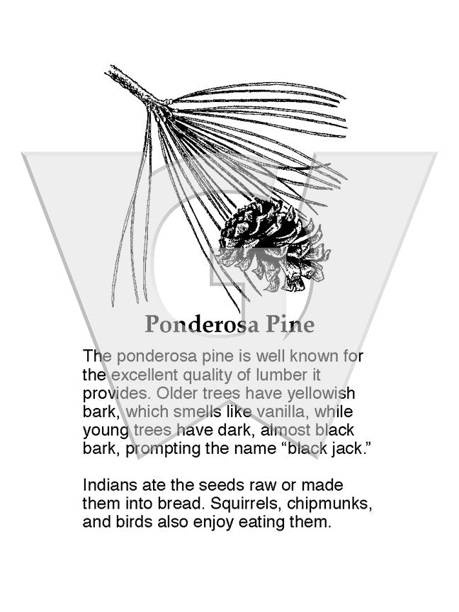 Ponderosa Pine