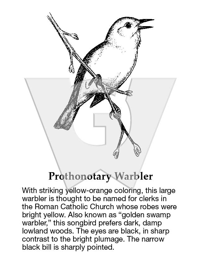 Prothonotary Warbler Sign