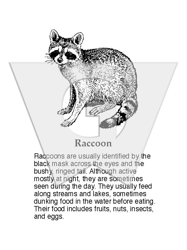 Raccoon Sign