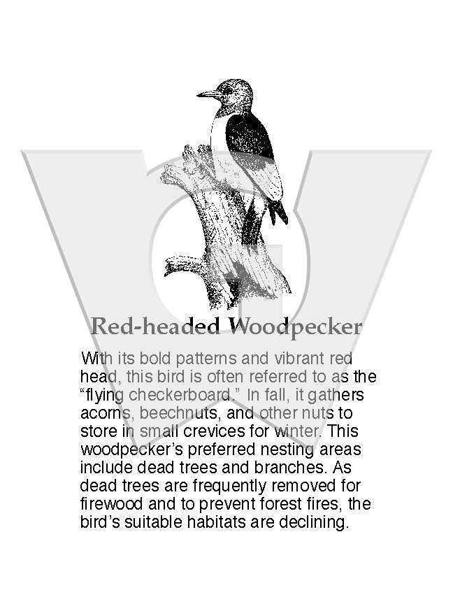 Red-headed Woodpecker Sign