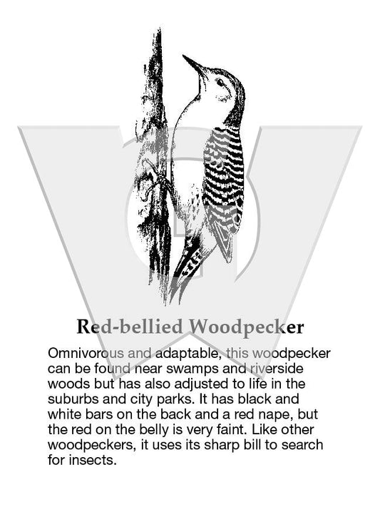 Red-bellied Woodpecker Sign