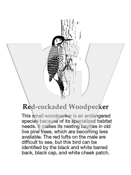 Red-cockaded Woodpecker Sign