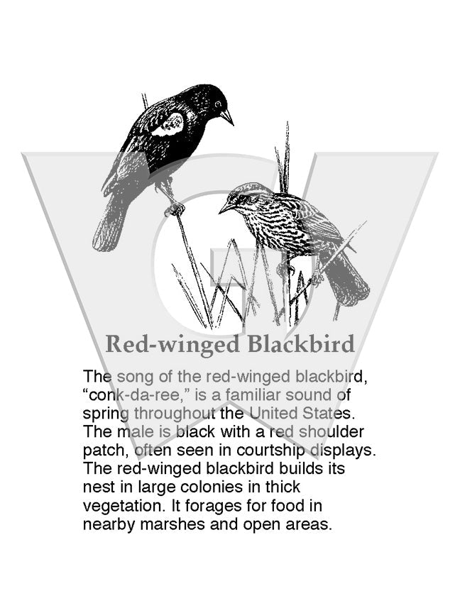 Red-winged Blackbird Sign