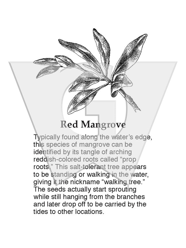Red Mangrove