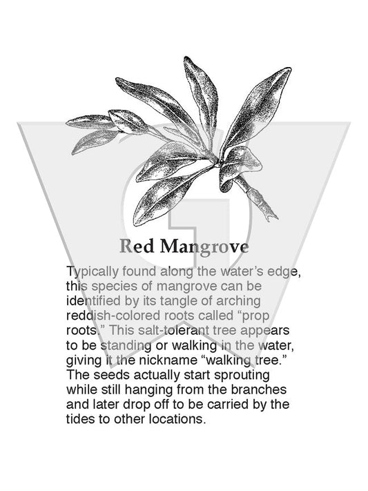 Red Mangrove