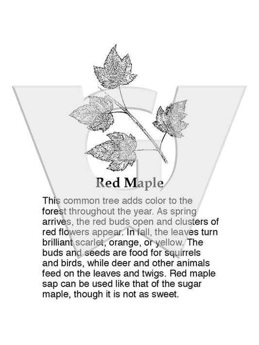 Red Maple