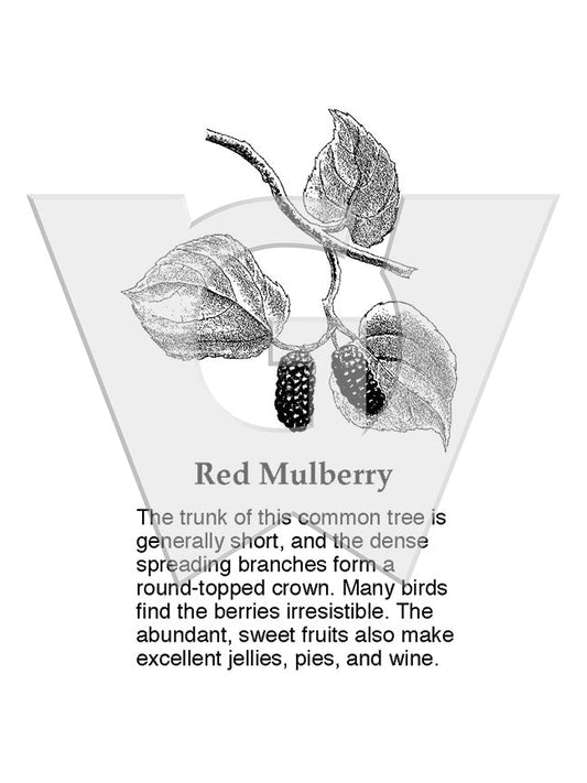 Red Mulberry