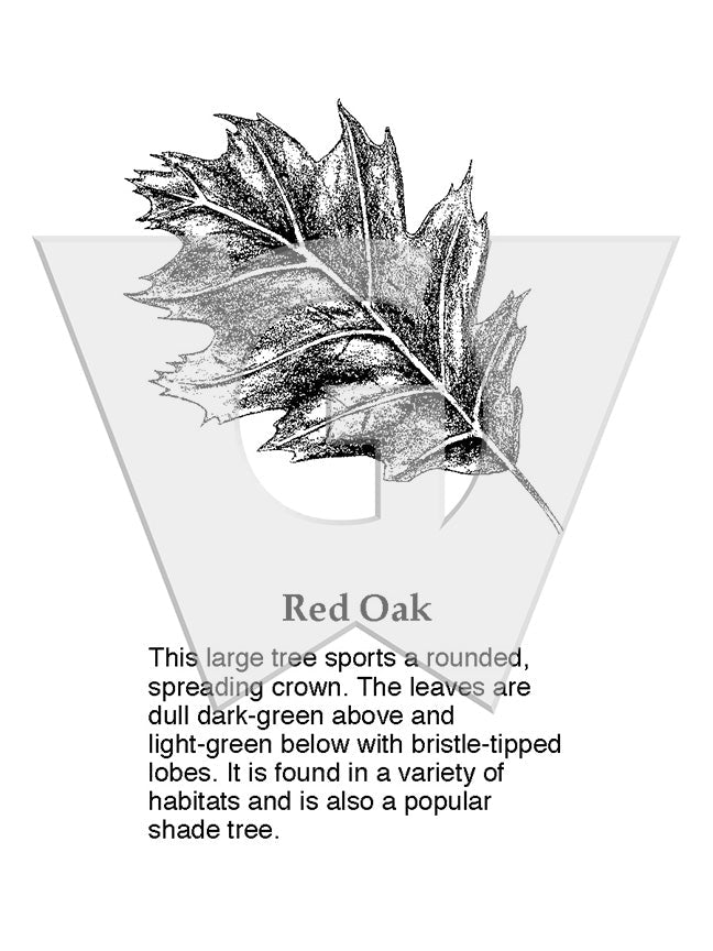Red Oak