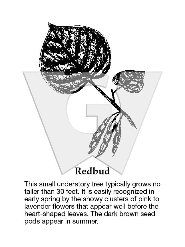 Redbud