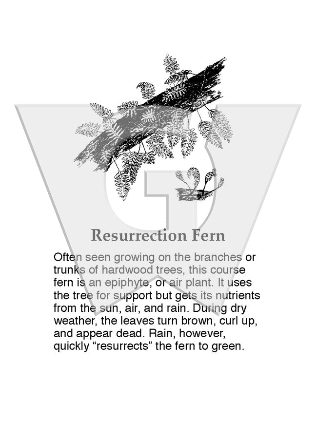 Resurrection Fern