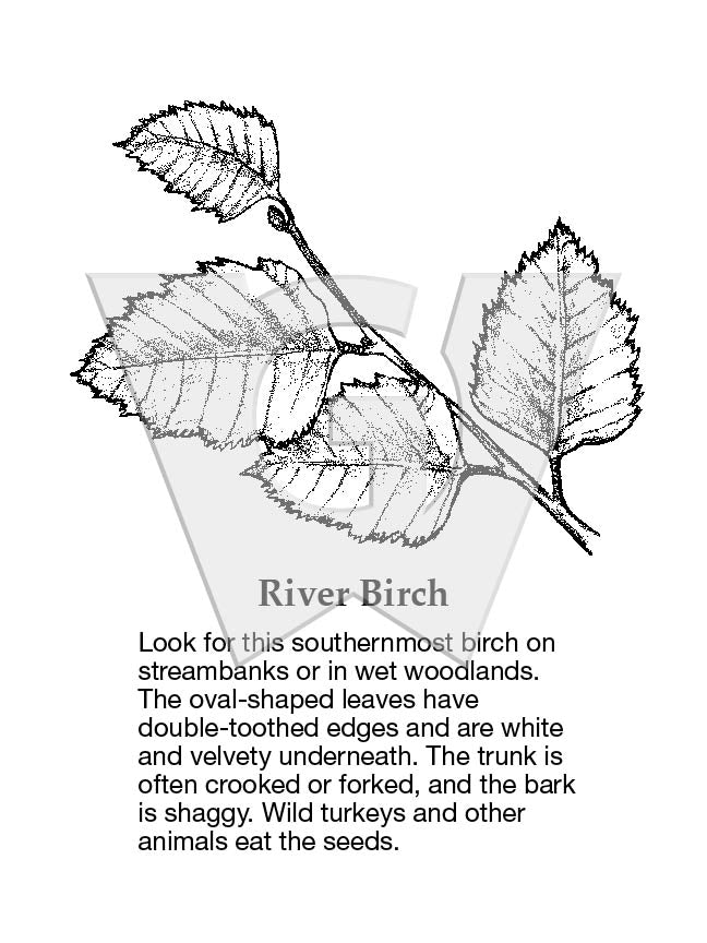 River Birch