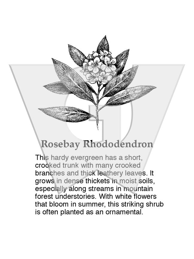 Rosebay Rhododendron