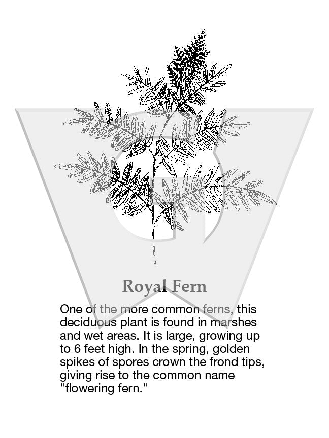 Royal Fern