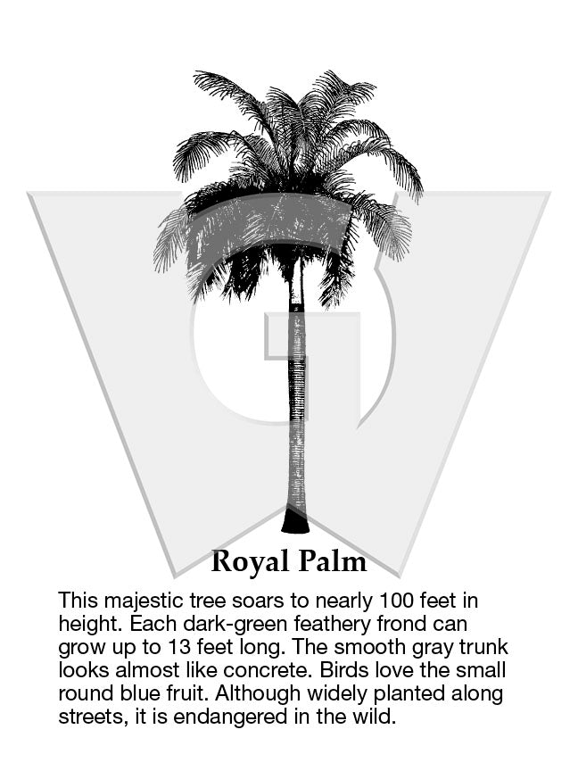 Royal Palm